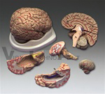 Budget Brain w/Arteries Model